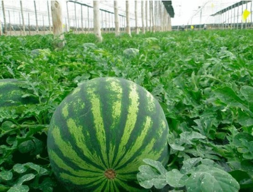 Imagen 2 de 4 de Semillas Sandía Muy Dulce X Sobre A Toda Huerta