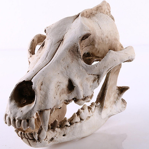 Esqueleto De Cabeza De Animal Artificial 6