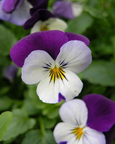 Semente De Amor-perfeito Mini Híbrido Scotch Sortido Flor