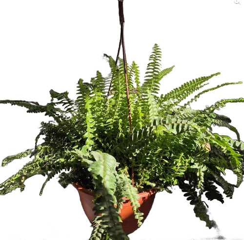 Helecho Californiano M Planta De Interior Y Exterior