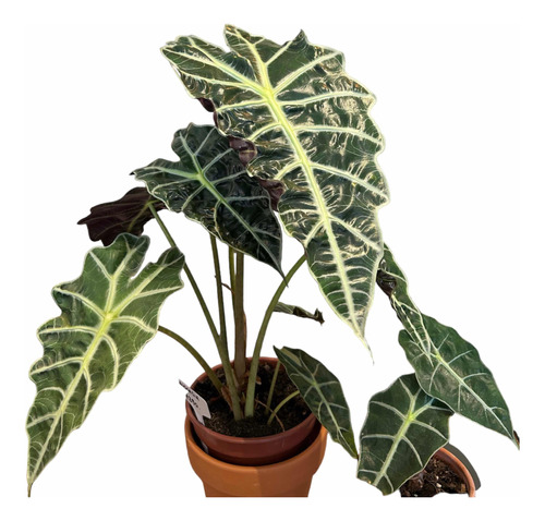 Planta Interior Alocasia Polly - Envíos