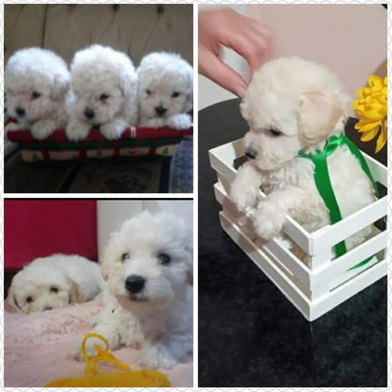 Caniches Bebe Puros De 28 Dias Mercadolibre Com Ar Caniches Bebe Puros De 28 Dias Mercadolibre Com Ar