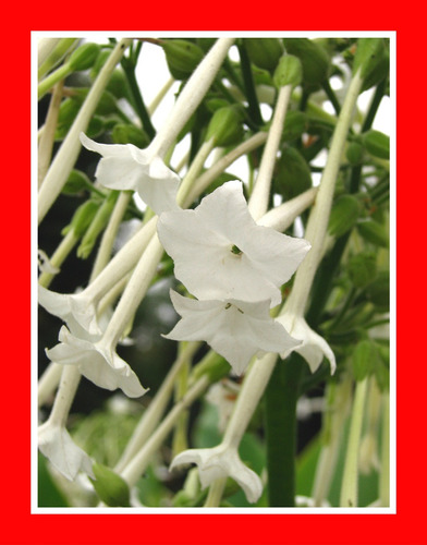 Tabaco De Flor Nicotiana Sylvestris Only The Lonely Sementes