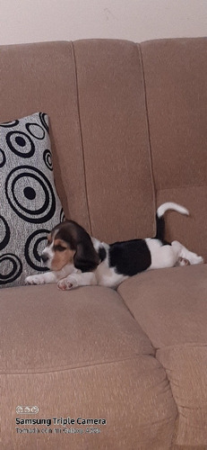 Imagen 2 de 4 de Cachorros Beagle Tricolor
