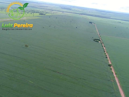 Imagem 8 de 14 de Fazenda À Venda Em Naviraí - Ms - De 149,17 Alqueires (em Lavoura De Soja) - 1678