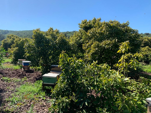 Colmo, Terreno Plano Paltos En Producción