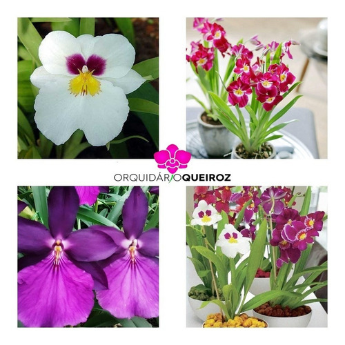 Orquídea Miltonia Colômbiana O Amor Perfeito Pote 07 Flor | Parcelamento  sem juros
