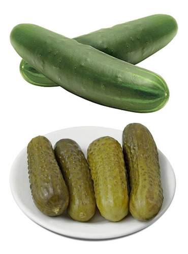 Combo Semillas Pepinos - 2 Variedades Poinsett + Pickling