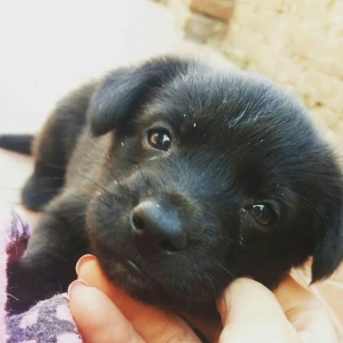 Cachorros En Adopción.