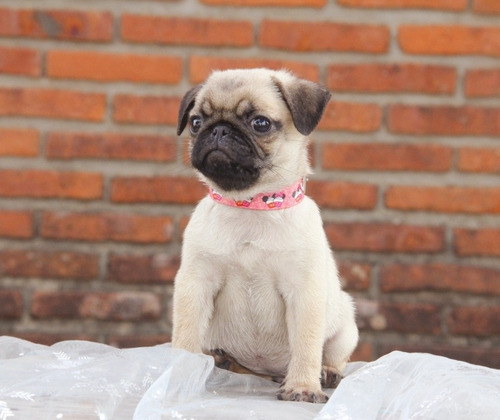 Pug Carlino Hembra