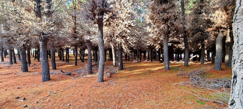 Imagen 4 de 8 de Lote En Venta - Dina Huapi - Bariloche - Loteo Dina Hue