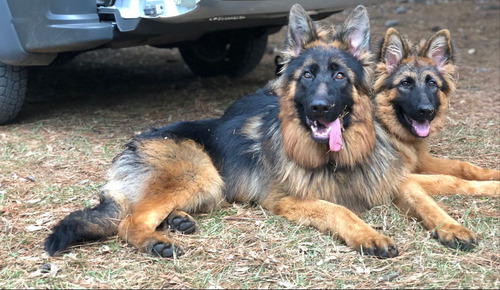 Imagen 10 de 10 de Hermosos Cachorros Pastor Aleman