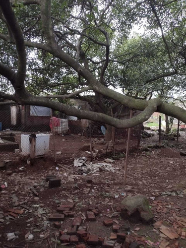 Imagen 3 de 4 de Terreno Con 3 Árboles De Aguacate En Producción. Urbano.