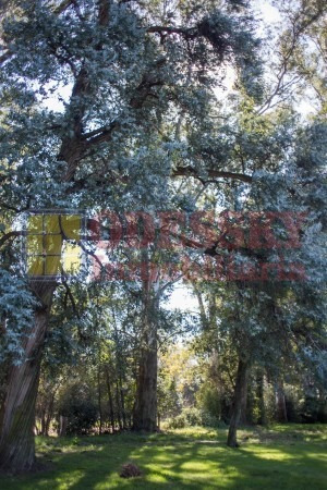 Imagen 14 de 25 de Cañuelas-casa Quinta En Venta