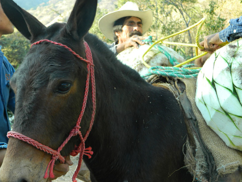Mezcal Mencova Corazón Cupreata