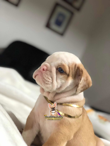 Imagen 1 de 4 de Bulldog Ingles Lilac Fan Hembra