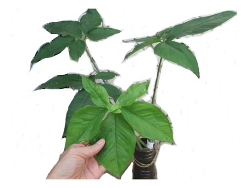 Singonio Syngonium Planta Interior 60 Cm Retira Avellaneda