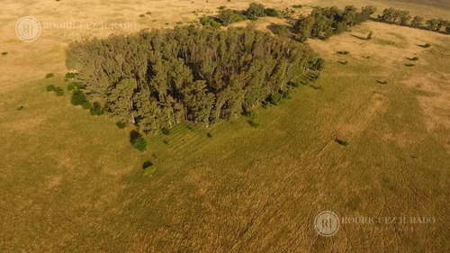 Imagen 4 de 17 de Campo De 53.3ha - Tomas Jofre Única Oportunidad Re - Tasado - Toma Propiedad