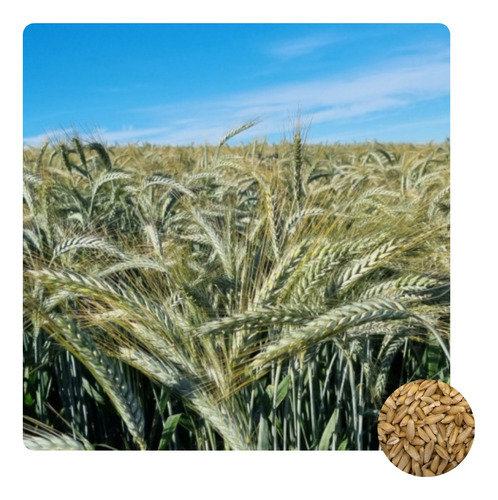 Sementes De Triticale Iac 5 Caninde - 500g