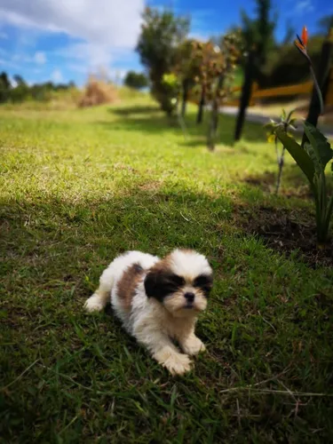 Perros Cachorros Shih Tzu Chitsu Shizu Chizu Perritos Puppy