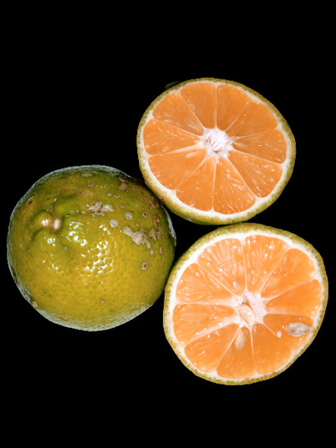 Semillas 20 Limon Mandarina Raro Frescas Listas P Sembrar