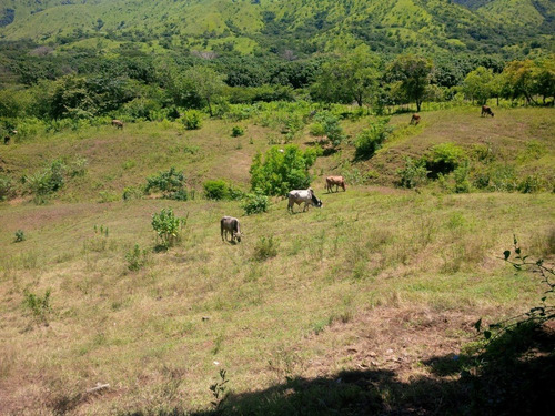 Imagen 13 de 14 de Excelente Finca Ubicada En San Sebastian. Estado Aragua
