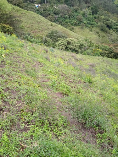 Imagen 4 de 8 de Finca En Mesa De Aura De 08 Hectáreas