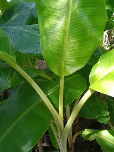 Imagen 1 de 10 de Banano Frutal Grande Adulto - Hermoso E/caba Y Gba