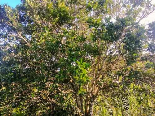 Finca En Yolombo Vereda Marquesa