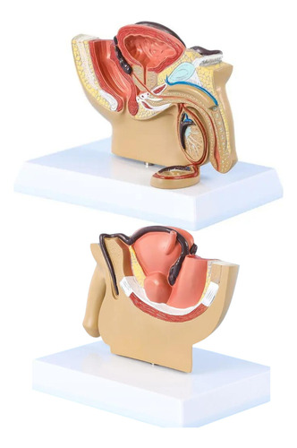 Modelo Anatômico Pelve Estudo Compreensão Órgãos Patologias