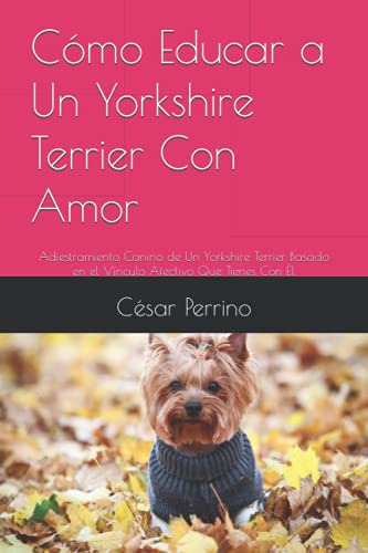 Como Educar A Un Yorkshire Terrier Con Amor: Adiestramiento