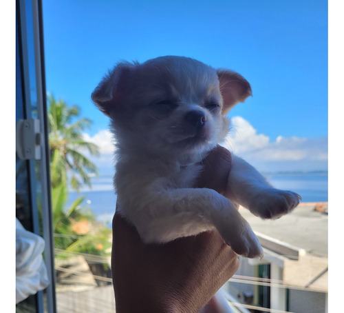 Lindos Filhotes De Chihuahua Disponíveis