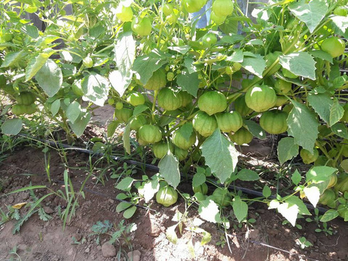 Semilla De Tomatillo Verde Siqueiros F1 Peletizada 25 Millar