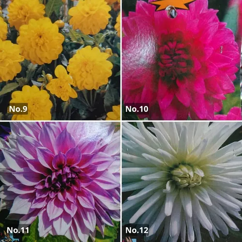 Bulbos De Dalias Importadas Green Online Vivero