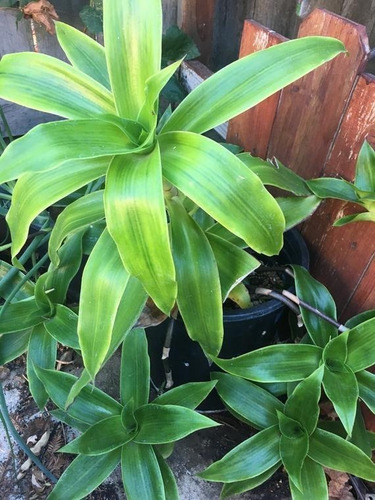 Imagen 5 de 7 de Callisia Fragrans Planta Medicinal Canasta Cesta Cadena