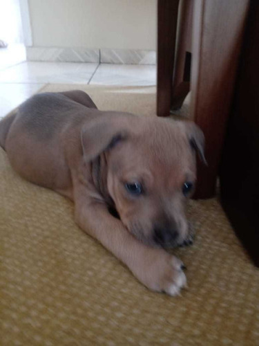 Imagem 2 de 5 de Estou Vendendo Esse Cachorro Pitbull Puro Valor De R$ 1000