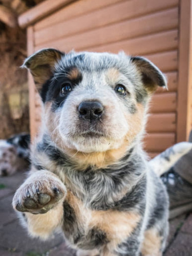 Cachorros Pastor Ganadero Australiano Blue Heeler