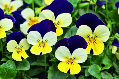 Semillas Flores Viola Cornuta Pensamientos Enano Mix Colores | Cuotas sin  interés