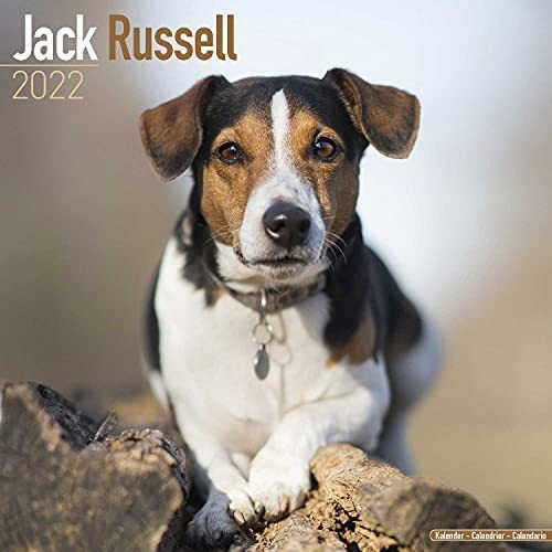 Libro: Calendario Jack Russell Calendario Jack Russell De De