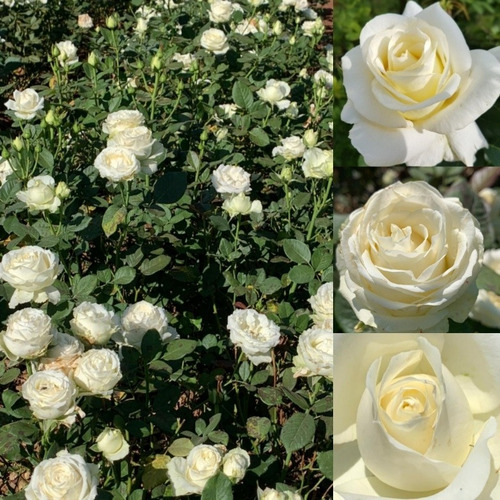 Kit De 07 Mudas De Rosas Enxertadas Sem Espinhos