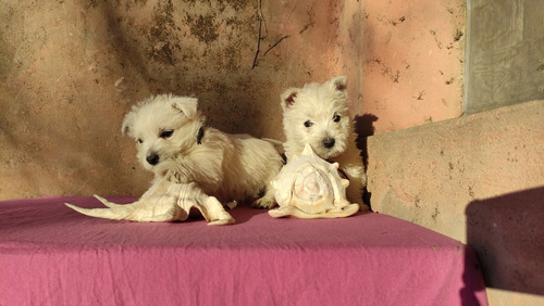 West Highland Terrier Macho Pedigree Fca