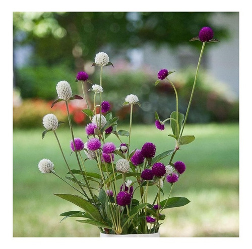 Sementes Da Flor Amaranthus Globular