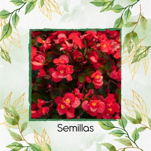 8.000 Semillas De Flor Begonia Pichón + Obsequio Germinación