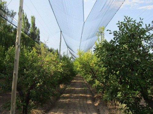 Imagen 3 de 7 de Vendo Exelente Finca Productiva Con Bodega Y Secadero En San Rafael Mendoza