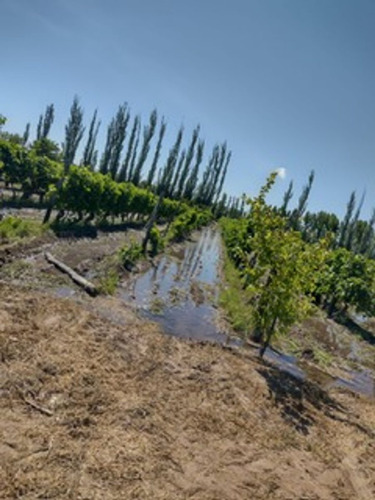 Finca 5 Ha Viña - Se Reciben Permutas