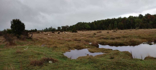 Imagen 4 de 11 de Vendo - Campo De 67,69 Ha Camino Maullin A Carelmapu