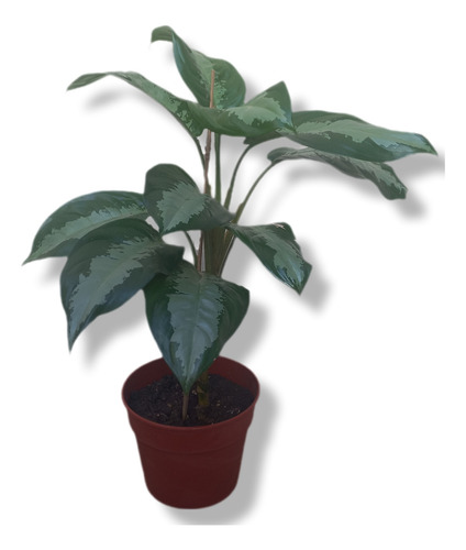 Planta De Interior Difenbachia 30cm Sin Flor