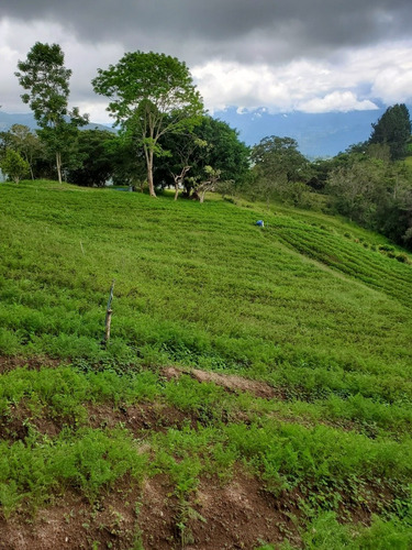 Imagen 12 de 30 de Casa De Campo, Galpón, Café, Siembra, Proyecto De Vino