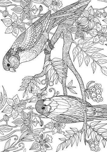 Australian Natives | Libro Anillado Colorear Pintar | Thoc