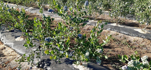 Campo Frutícola En Venta En Linares